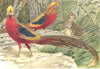 BIRDS. Golden pheasants 1895 antique vintage print picture