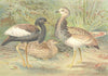 BIRDS. Florican & Macqueen's Bustard 1895 old antique vintage print picture