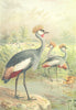 BIRDS. East African Balearic Crane 1895 old antique vintage print picture