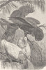 BIRDS. Banksian & slender-billed cockatoos 1895 old antique print picture