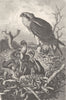 BIRDS. Osprey and young 1895 old antique vintage print picture