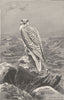 GREENLAND. The Greenland falcon 1895 old antique vintage print picture