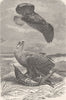 BIRDS. White-tailed sea-eagles 1895 old antique vintage print picture