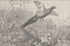 BIRDS. Chinese pheasants in covert 1895 old antique vintage print picture