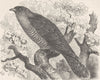 BIRDS. Common cuckoo 1895 old antique vintage print picture