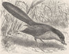 BIRDS. Egyptian coucal 1895 old antique vintage print picture