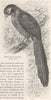BIRDS. Green-billed Malkoha 1895 old antique vintage print picture