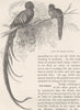BIRDS. Male and female Quezal 1895 old antique vintage print picture