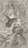 BIRDS. Humming-bird and nest 1895 old antique vintage print picture