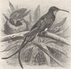 GUYANA. Guyana king humming-bird 1895 old antique vintage print picture