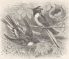 BIRDS. Tufted coquette 1895 old antique vintage print picture