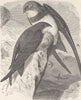 BIRDS. Common and alpine swifts 1895 old antique vintage print picture