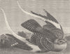BIRDS. Standard-winged nightjar 1895 old antique vintage print picture