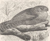 BIRDS. Great wood-nightjar 1895 old antique vintage print picture