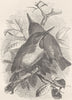 JAMAICA. Jamaica tody 1895 old antique vintage print picture