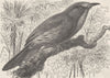 BIRDS. Blue-bearded bee-eater 1895 old antique vintage print picture