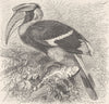 BIRDS. Two-horned hornbill 1895 old antique vintage print picture