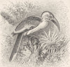 BIRDS. Yellow-billed hornbill 1895 old antique vintage print picture