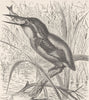 BIRDS. The kingfisher 1895 old antique vintage print picture