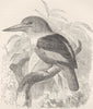 BIRDS. African white-breasted kingfisher  1895 old antique print picture