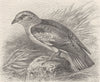 BIRDS. Common roller 1895 old antique vintage print picture