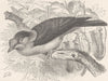 MADAGASCAR. Madagascar kiroumbo 1895 old antique vintage print picture