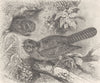 AMPHIBIANS. Australian owlet frog-mouth  1895 old antique print picture