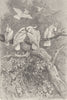 BIRDS. Cockatoos 1895 old antique vintage print picture