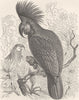 BIRDS. Gt black cockatoo, with crest built  1895 old antique print picture