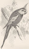 BIRDS. Cockatiel 1895 old antique vintage print picture