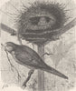 BIRDS. Grey-breasted parraquet 1895 old antique vintage print picture