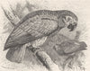 BIRDS. The grey parrot 1895 old antique vintage print picture
