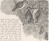 BIRDS. A group of hanging parrots 1895 old antique vintage print picture