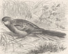 BIRDS. Rose hill broadtail 1895 old antique vintage print picture