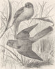 BIRDS. Turquoisine grass-parraquet 1895 old antique vintage print picture
