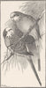 BIRDS. Budgerigars 1895 old antique vintage print picture