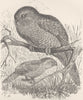 BIRDS. The owl-parrot 1895 old antique vintage print picture