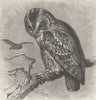 BIRDS. The tawny owl 1895 old antique vintage print picture
