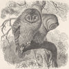 RUSSIA. Ural owl 1895 old antique vintage print picture