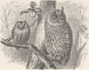 BIRDS. Scops owl and long-eared owl 1895 old antique vintage print picture