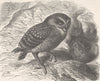 BIRDS. Burrowing owl 1895 old antique vintage print picture