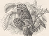 BIRDS. Little owl 1895 old antique vintage print picture