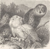 ARCTIC. Snowy owl and Lapp owl 1895 old antique vintage print picture