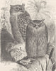INDIA. Indian fish-owl 1895 old antique vintage print picture