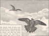 BIRDS. Merlins 1895 old antique vintage print picture
