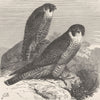 BIRDS. Peregrine falcon 1895 old antique vintage print picture