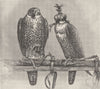 BIRDS. Cast of peregrines-red falcon & blue tiercel 1895 old antique print