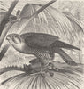 BIRDS. Turumti falcon 1895 old antique vintage print picture