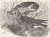 BIRDS. Honey-buzzards 1895 old antique vintage print picture