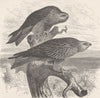 BIRDS. Black kite and red kite 1895 old antique vintage print picture